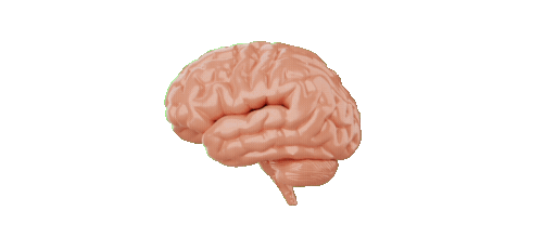 placidplace brain 6211 512